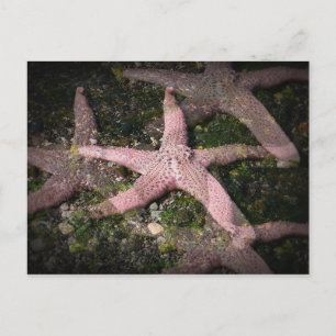 Pink Starfish Postcard