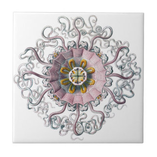 Pink starfish tile