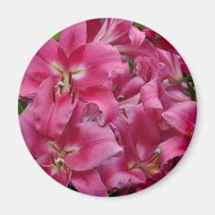 Pink stargazer lilies magnet