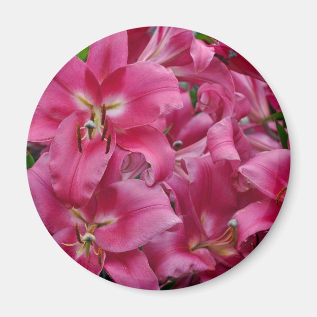 Pink stargazer lilies magnet (Front)