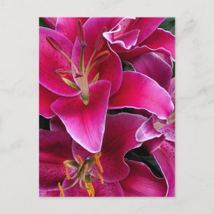 Pink stargazer lily flowers    postcard