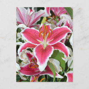 Pink stargazer lily flowers postcard