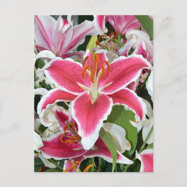 Pink stargazer lily flowers postcard (Front)