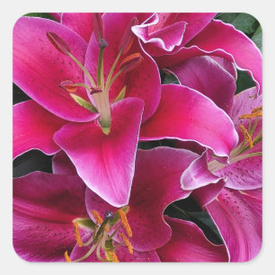 Pink stargazer lily flowers square sticker