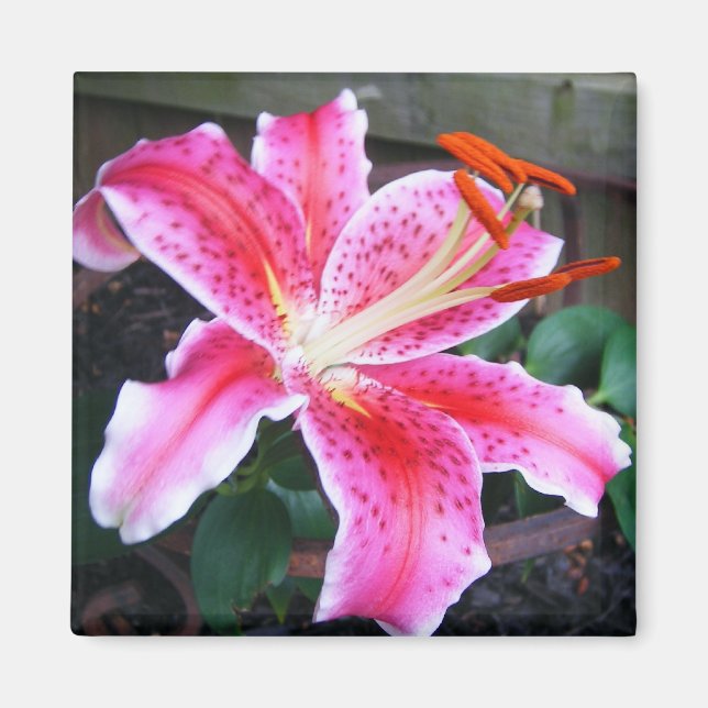 Pink Stargazer Lily Magnet (Front)