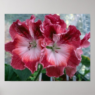Pink Summer Flowers Photo Nature Poster