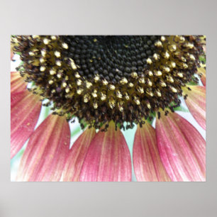 Pink Sunflower Print