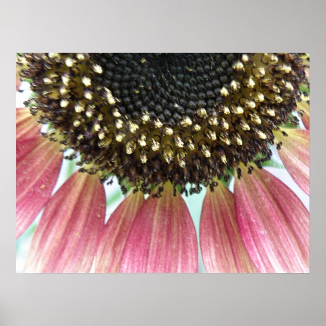 Pink Sunflower Print (Front)