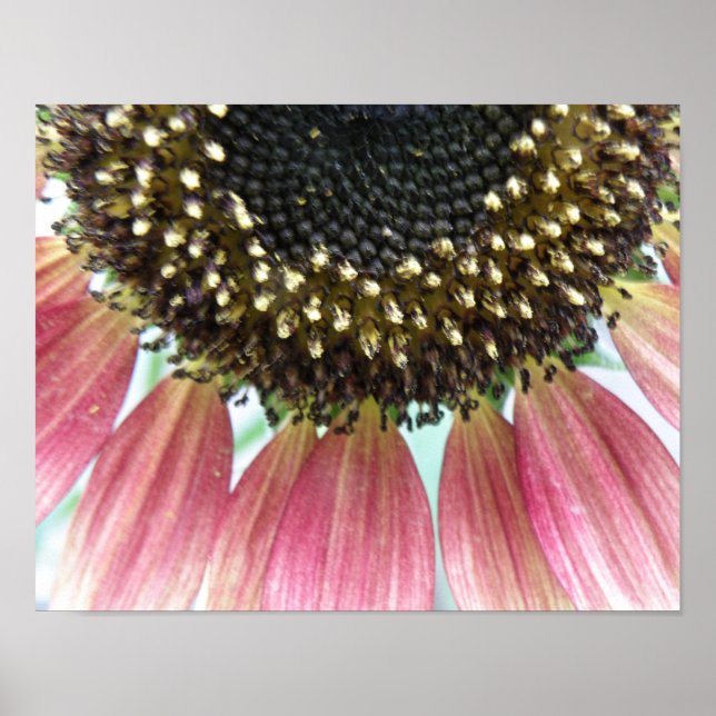 Pink Sunflower Print (Front)