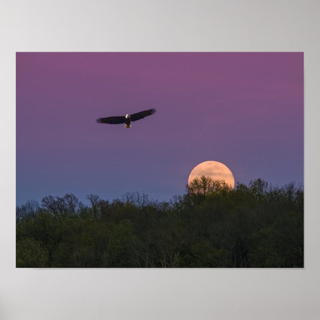Pink Supermoon Eagle Poster (Front)