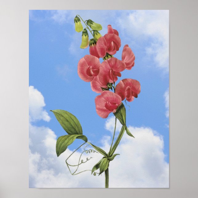 Pink Sweet Pea Floral Art Poster (Front)