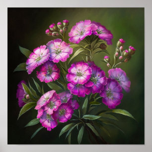 Pink Sweet William Flower Art Print Poster