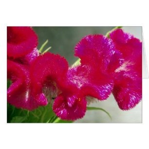 Pink Swirly Flower Card