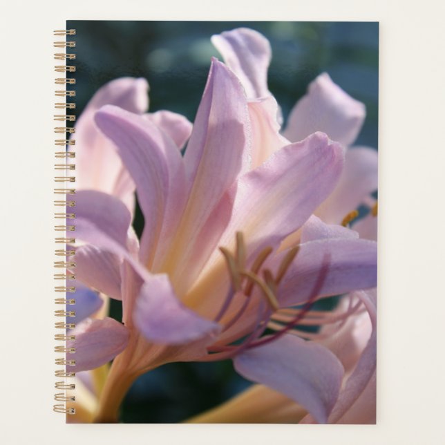 Pink Tall Lys Magic Lily (Devant)