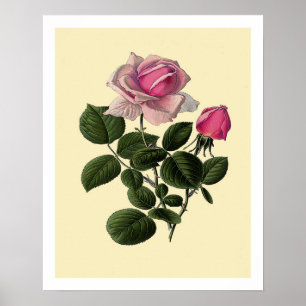 Pink Tea Roses Poster