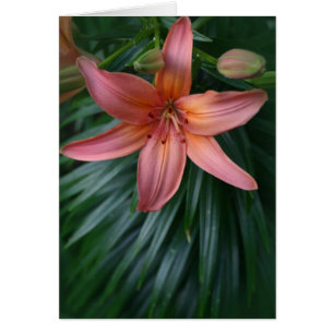 Pink Tiger Lily Flower