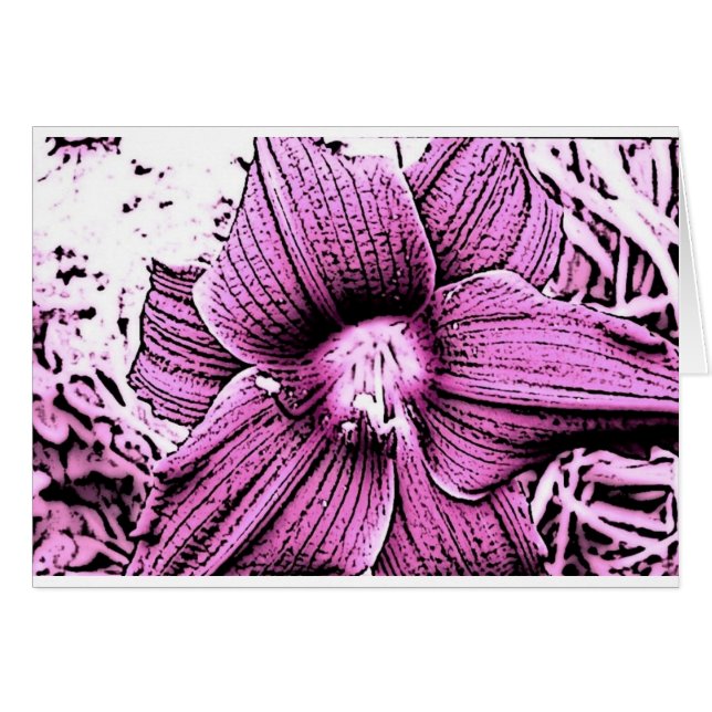 Pink Tigerlilly (Front Horizontal)