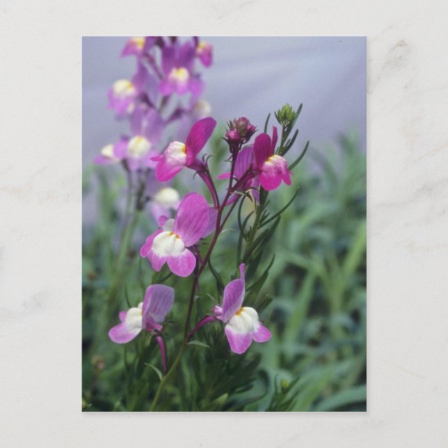 Pink Toadflax (Linaria Maroccana) flowers Postcard (Front)