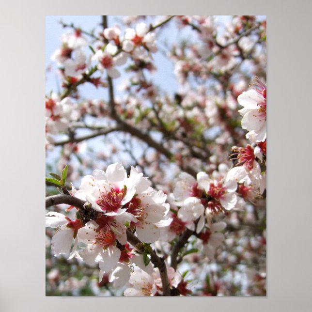 Pink Tree Blossom Poster (Front)