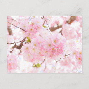 Pink Tree Cherry Blossom Postcard