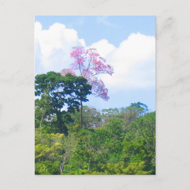 Pink Tree Venezuela Jungle Landscape Postcard (Front)
