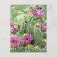 Pink Trill Bloom Cactus Arizona Photo Postcard