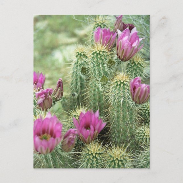 Pink Trill Bloom Cactus Arizona Photo Postcard (Front)