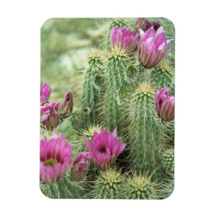Pink Trill Bloom Cactus Decorative Fridge Magnets