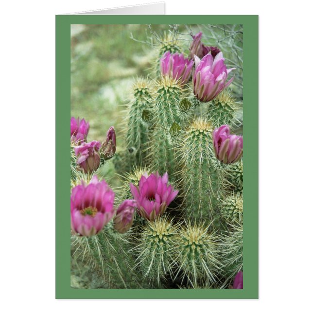 Pink Trill Bloom Cactus Greeting or Note Cards (Front)