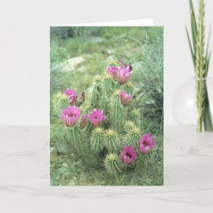 Pink Trill Desert Cactus Greeting or Note Cards