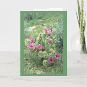 Pink Trill Desert Cactus Greeting or Note Cards