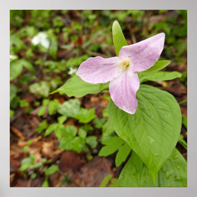 Pink Trillium Flower Poster (Front)