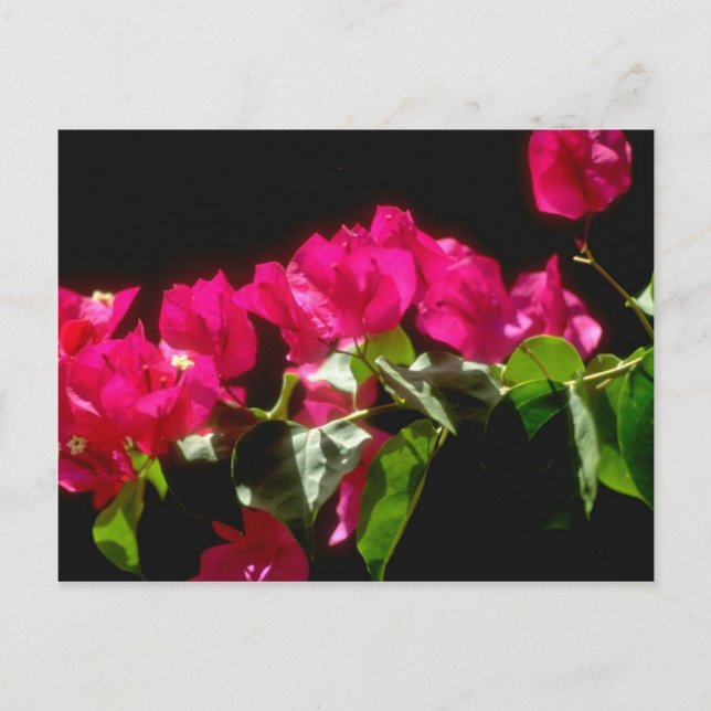 Pink Tropical flowers, Ocho Rios flowers Postcard (Front)