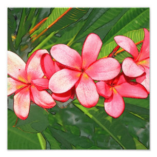 Pink Tropical Frangipani Art Photo Print
