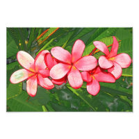 Pink Tropical Frangipani Art