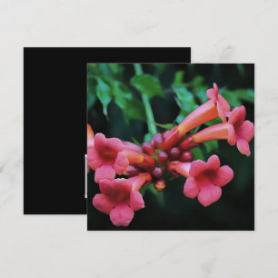 Pink Trumpet Honeysuckle Botanical Art Invitation