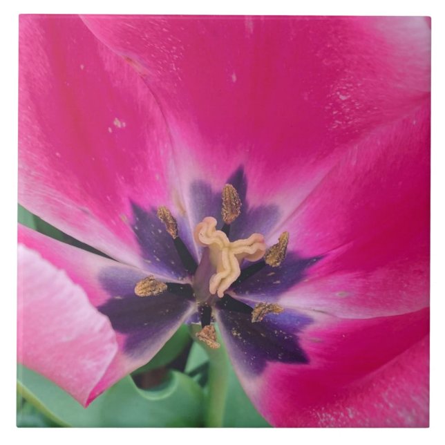 Pink Tulip Ceramic Tile (Front)
