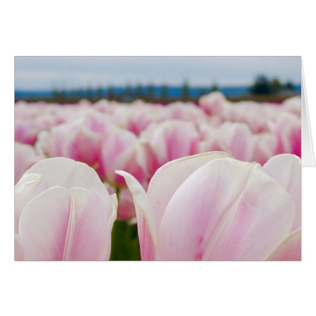 Pink Tulip Field (Front Horizontal)