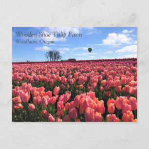 Pink Tulip Field with Hot Air Balloon, Oregon Postcard