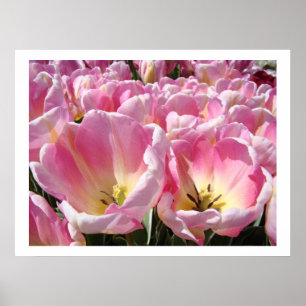 PINK Tulip Flower Garden art prints posters