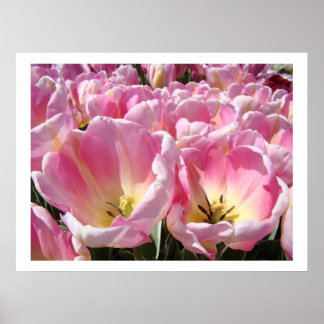 PINK Tulip Flower Garden art prints posters