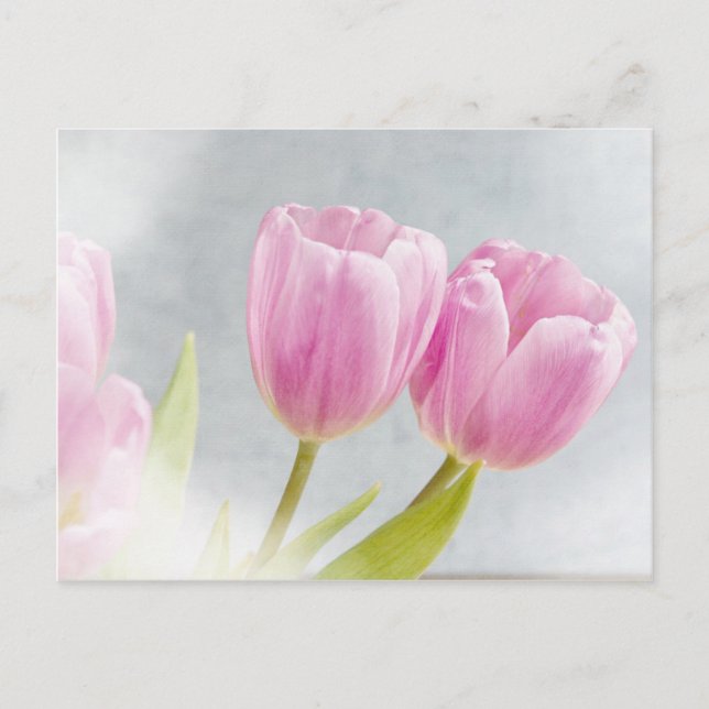 Pink Tulip Flower Petals Postcard (Front)