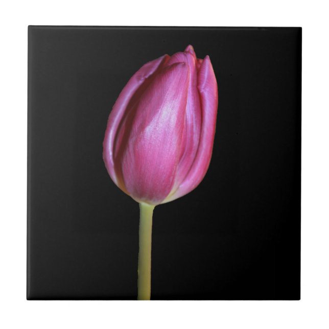 Pink Tulip Flower Photo Solid Black Background Tile (Front)