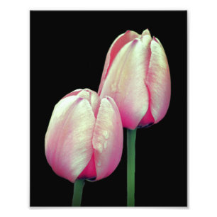 Pink Tulip Flowers 8x10 Photo Print