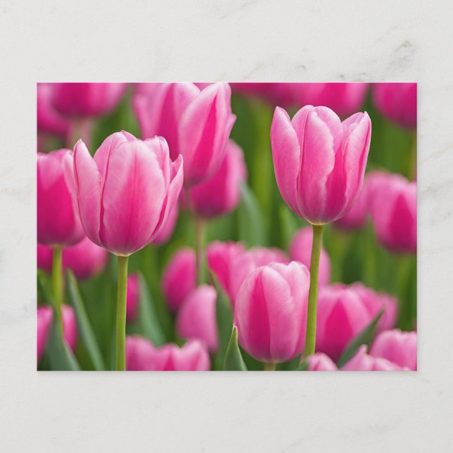 Pink Tulip Flowers  Postcard (Front)