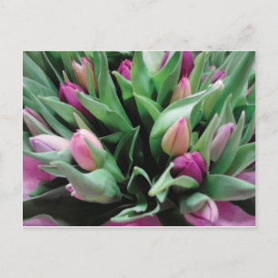 Pink tulip flowers postcard