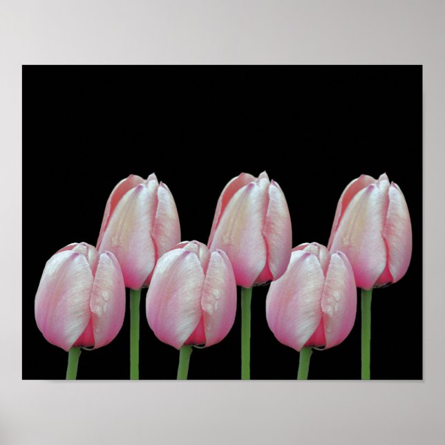 Pink Tulip Flowers  Poster (Front)