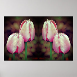 Pink Tulip Flowers Raindrops Mirrored Abstract  Poster