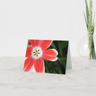 pink tulip light card