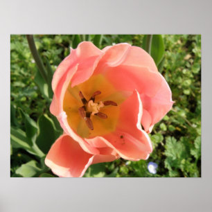 Pink Tulip Macro Print
